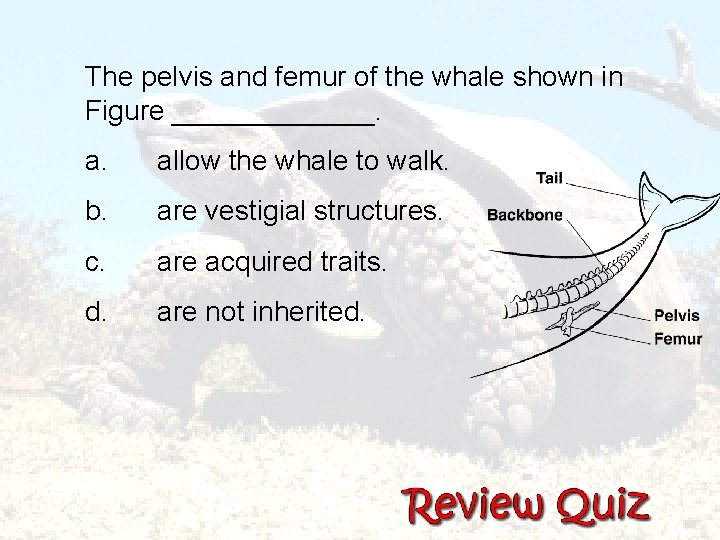 The pelvis and femur of the whale shown in Figure _______. a. allow the