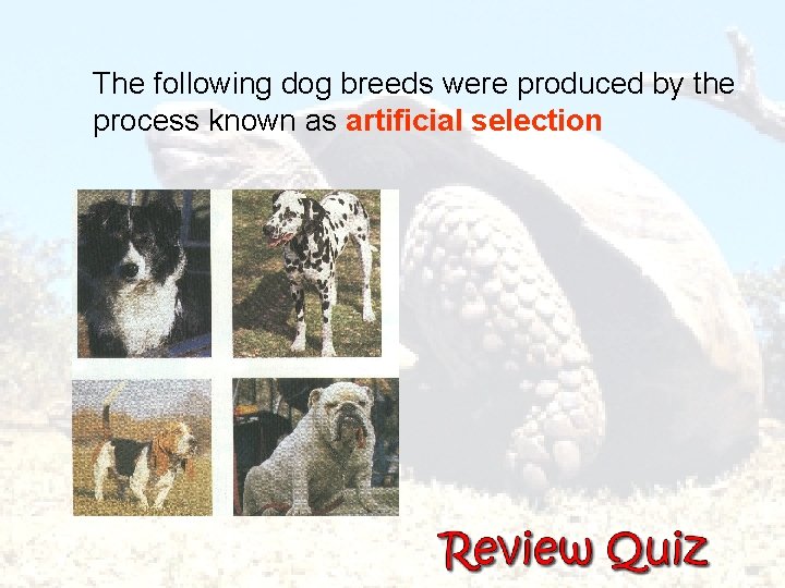 The following dog breeds were produced by the process known as artificial selection 