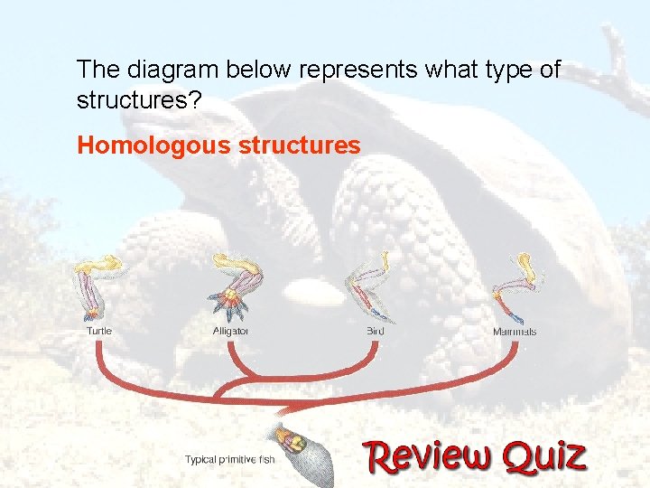 The diagram below represents what type of structures? Homologous structures 
