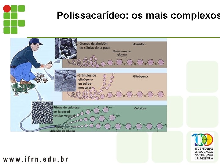 Polissacarídeo: os mais complexos Amido Glicogênio Quitina Celulose 