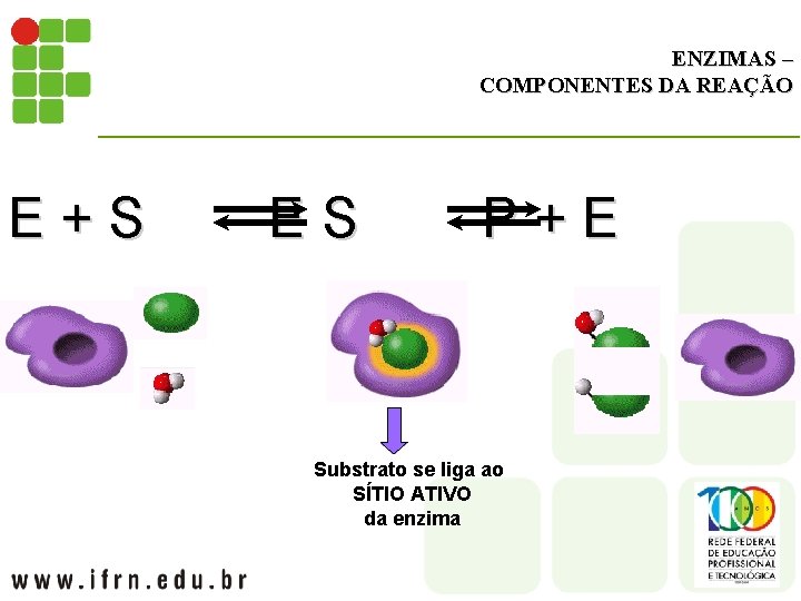 ENZIMAS – COMPONENTES DA REAÇÃO E+S ES P+E Substrato se liga ao SÍTIO ATIVO