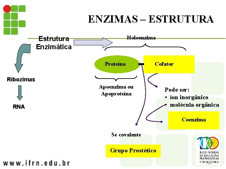 ENZIMAS – ESTRUTURA Holoenzima Estrutura Enzimática Proteína Cofator Ribozimas Apoenzima ou Apoproteína RNA Pode