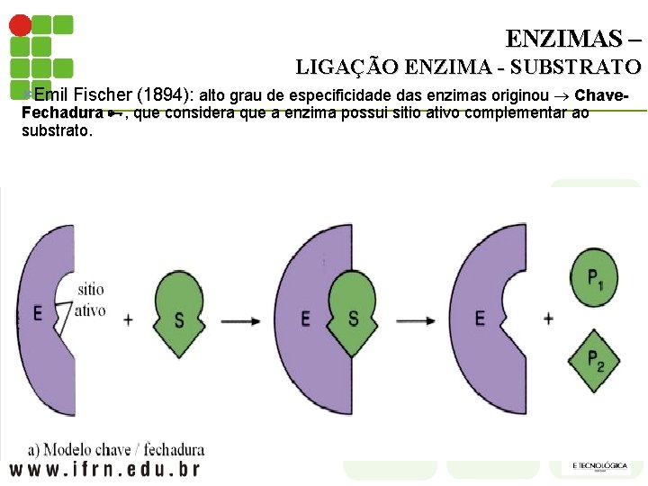 ENZIMAS – LIGAÇÃO ENZIMA - SUBSTRATO ûEmil Fischer (1894): alto grau de especificidade das