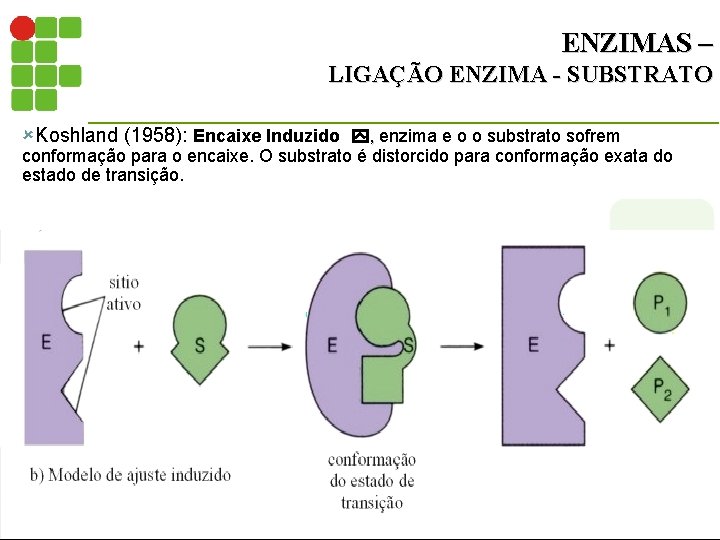 ENZIMAS – LIGAÇÃO ENZIMA - SUBSTRATO ûKoshland (1958): Encaixe Induzido , enzima e o