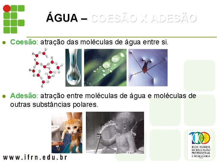 ÁGUA – COESÃO X ADESÃO l Coesão: atração das moléculas de água entre si.