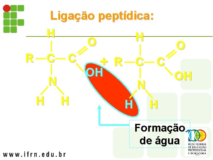 Ligação peptídica: H H O R C C + R C C OH N