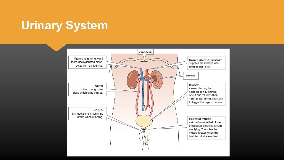 Urinary System 