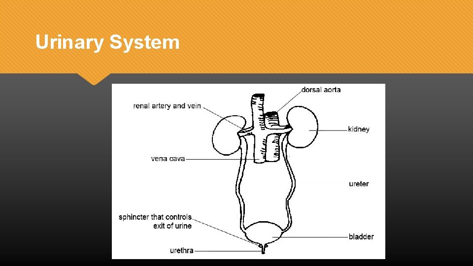 Urinary System 