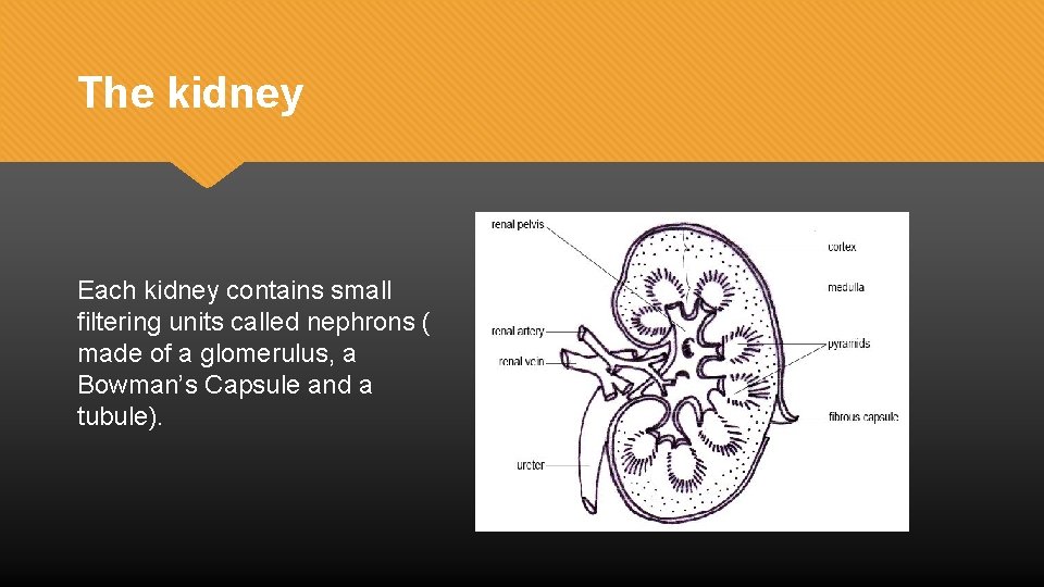 The kidney Each kidney contains small filtering units called nephrons ( made of a