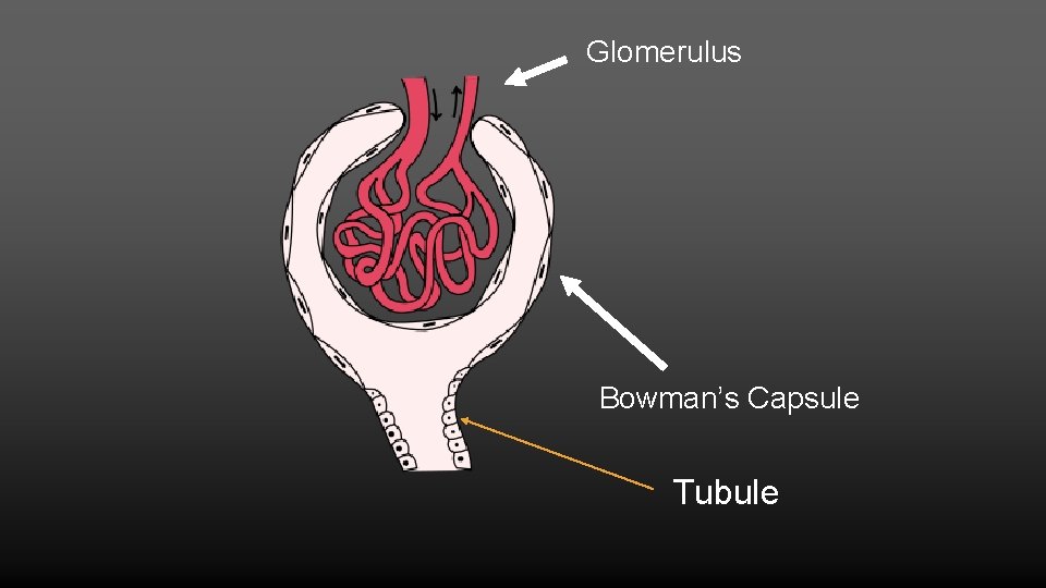 Glomerulus Bowman’s Capsule Tubule 