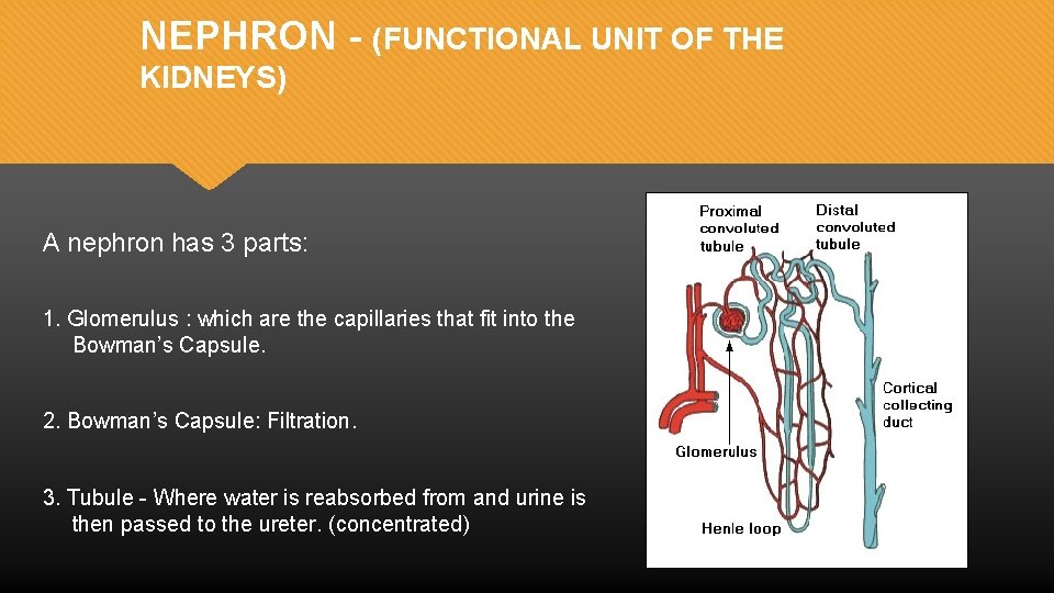NEPHRON - (FUNCTIONAL UNIT OF THE KIDNEYS) A nephron has 3 parts: 1. Glomerulus