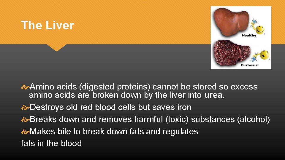 The Liver Amino acids (digested proteins) cannot be stored so excess amino acids are