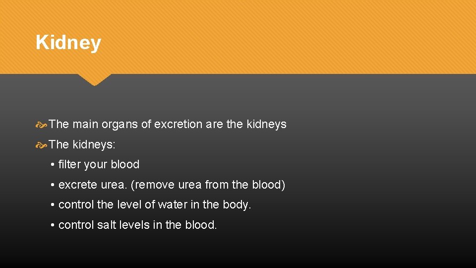 Kidney The main organs of excretion are the kidneys The kidneys: • filter your