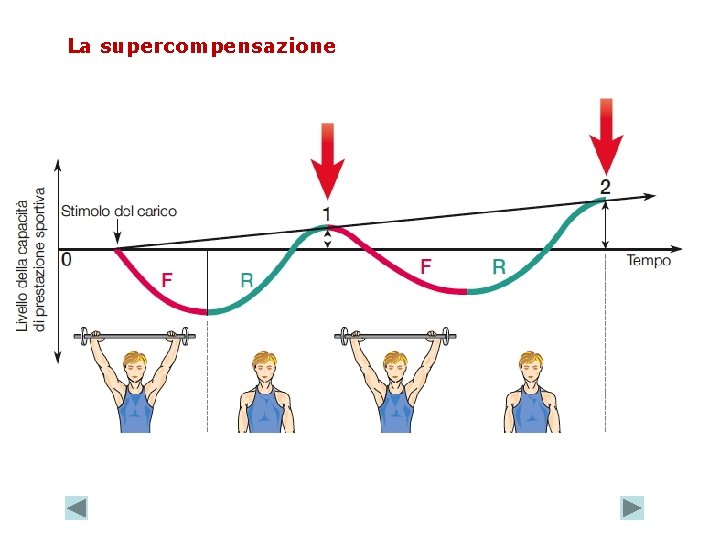 La supercompensazione 