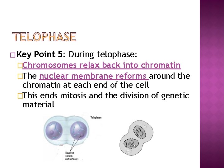 � Key Point 5: During telophase: �Chromosomes relax back into chromatin �The nuclear membrane