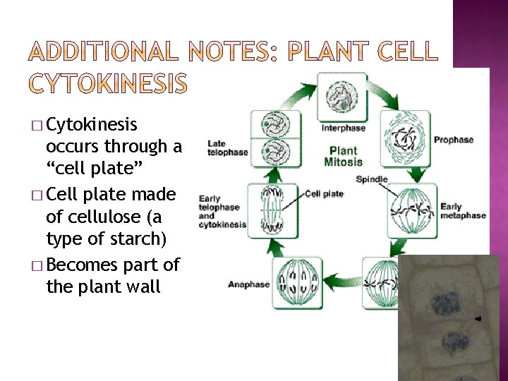 � Cytokinesis occurs through a “cell plate” � Cell plate made of cellulose (a