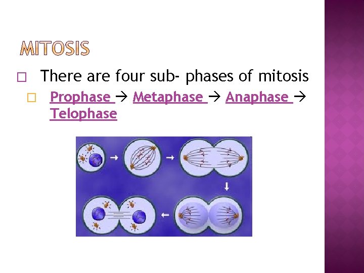 � � There are four sub- phases of mitosis Prophase Metaphase Anaphase Telophase 