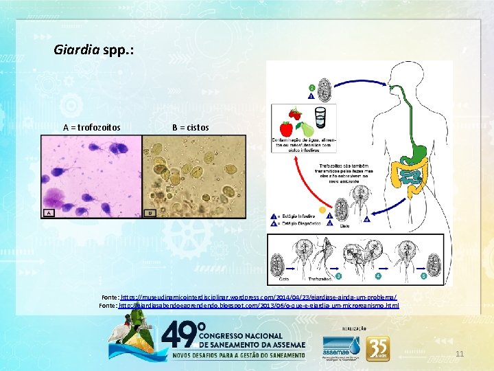 Giardia spp. : A = trofozoítos B = cistos Fonte: https: //museudinamicointerdisciplinar. wordpress. com/2014/04/23/giardiase-ainda-um-problema/