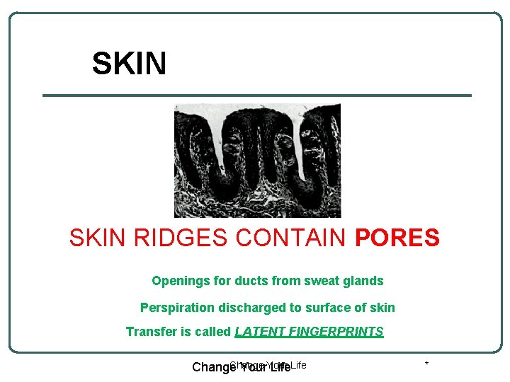 SKIN RIDGES CONTAIN PORES Openings for ducts from sweat glands Perspiration discharged to surface