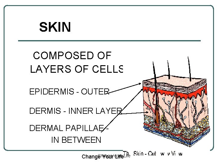 SKIN COMPOSED OF LAYERS OF CELLS EPIDERMIS - OUTER DERMIS - INNER LAYER DERMAL