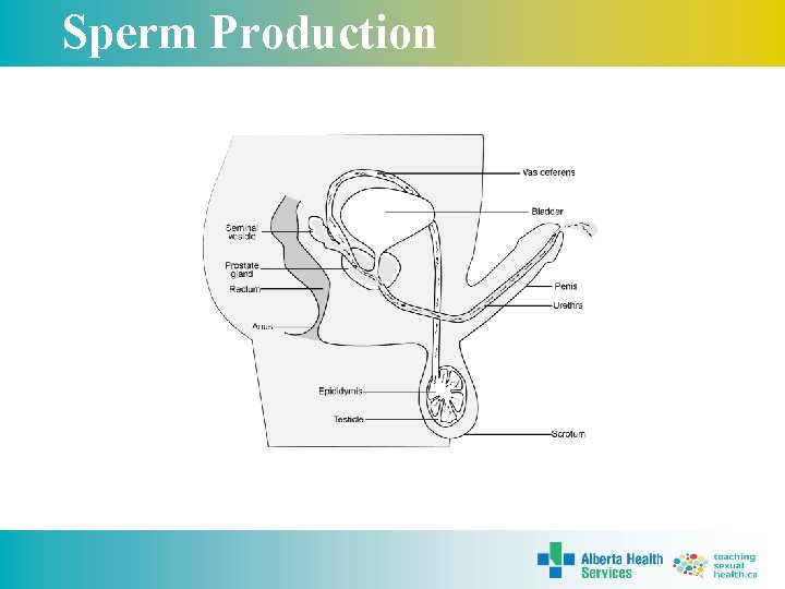 Sperm Production 