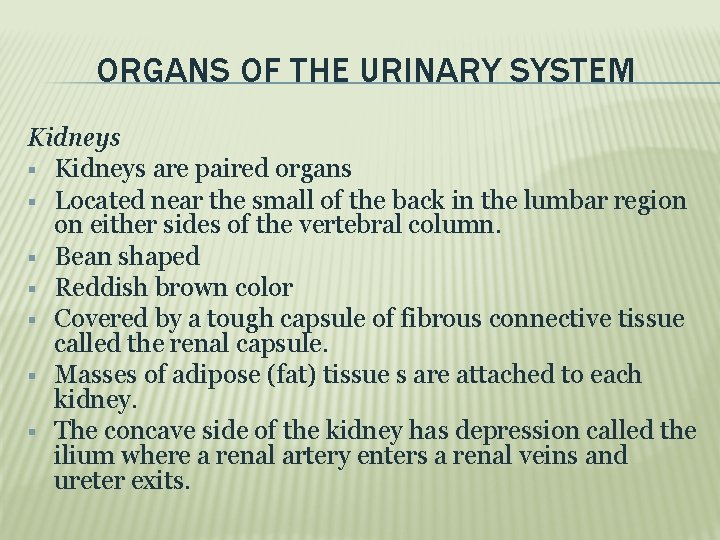 ORGANS OF THE URINARY SYSTEM Kidneys are paired organs Located near the small of