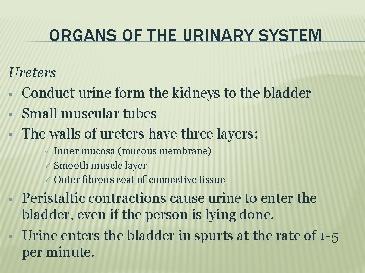 ORGANS OF THE URINARY SYSTEM Ureters Conduct urine form the kidneys to the bladder