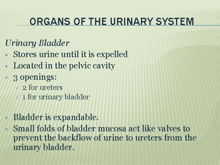 ORGANS OF THE URINARY SYSTEM Urinary Bladder Stores urine until it is expelled Located