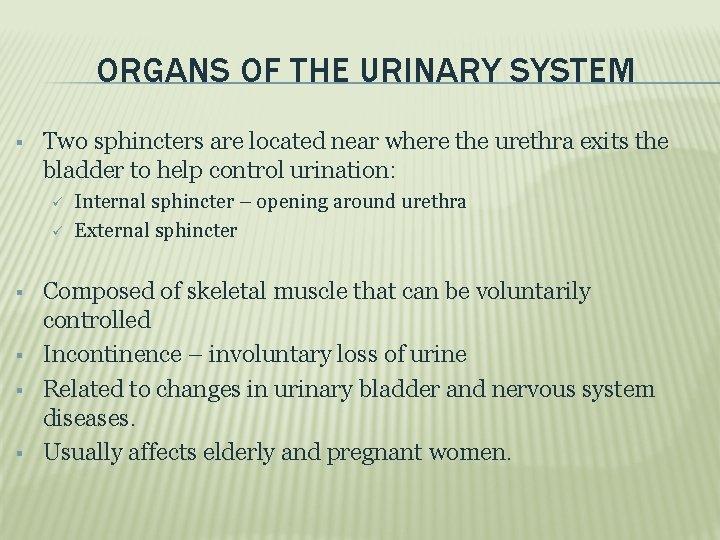 ORGANS OF THE URINARY SYSTEM Two sphincters are located near where the urethra exits