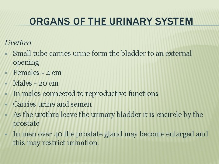 ORGANS OF THE URINARY SYSTEM Urethra Small tube carries urine form the bladder to