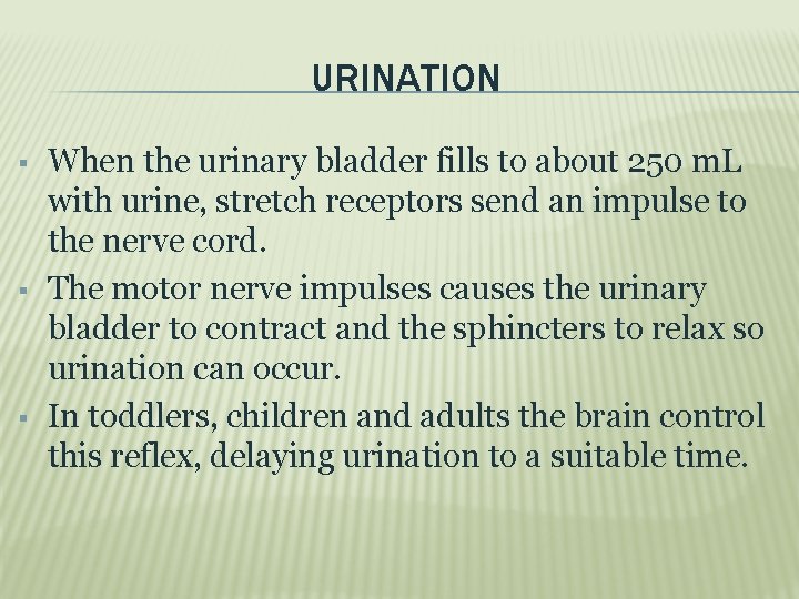 URINATION When the urinary bladder fills to about 250 m. L with urine, stretch