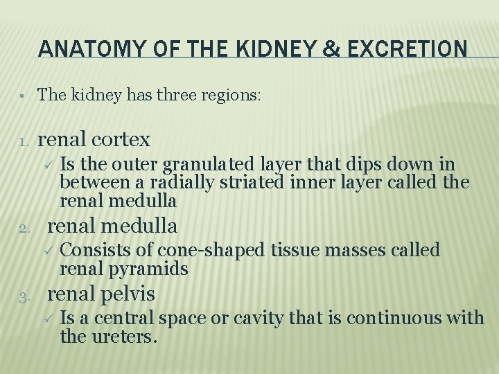 ANATOMY OF THE KIDNEY & EXCRETION The kidney has three regions: 1. renal cortex