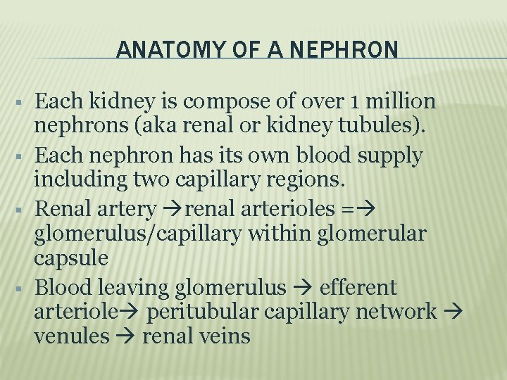 ANATOMY OF A NEPHRON Each kidney is compose of over 1 million nephrons (aka