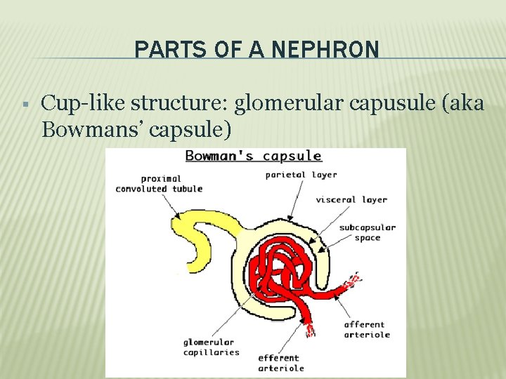 PARTS OF A NEPHRON Cup-like structure: glomerular capusule (aka Bowmans’ capsule) 