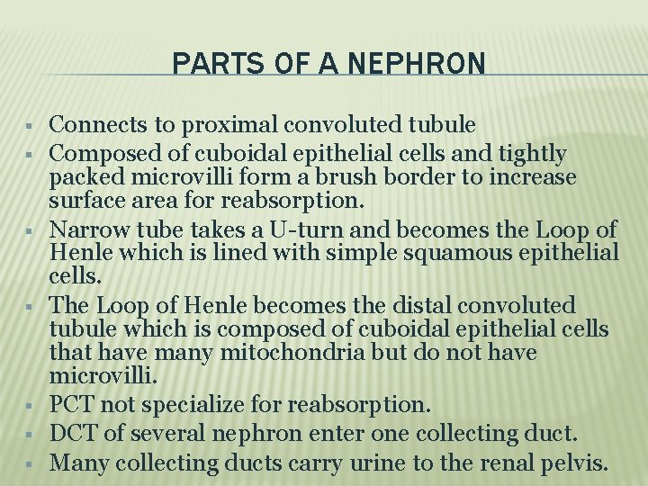 PARTS OF A NEPHRON Connects to proximal convoluted tubule Composed of cuboidal epithelial cells