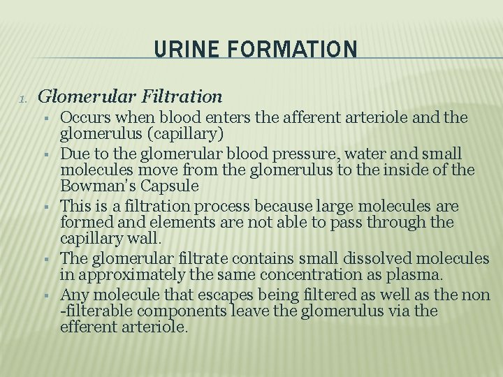 URINE FORMATION 1. Glomerular Filtration Occurs when blood enters the afferent arteriole and the