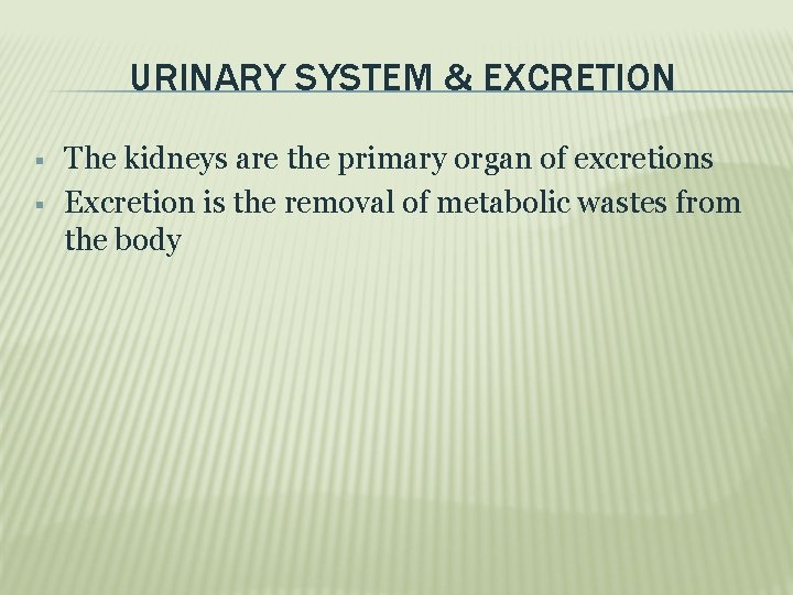 URINARY SYSTEM & EXCRETION The kidneys are the primary organ of excretions Excretion is