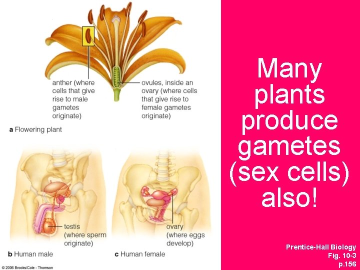 Many plants produce gametes (sex cells) also! Prentice-Hall Biology Fig. 10 -3 p. 156