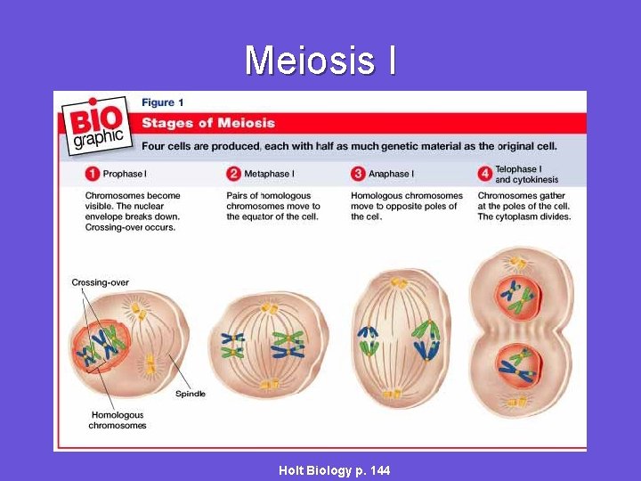 Meiosis I Holt Biology p. 144 