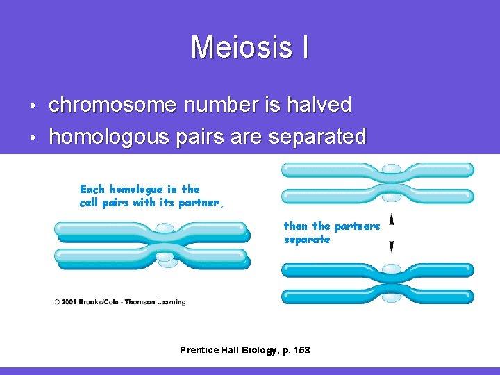 Meiosis I chromosome number is halved • homologous pairs are separated • Each homologue