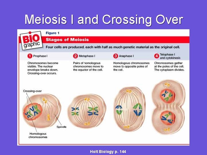 Meiosis I and Crossing Over Holt Biology p. 144 