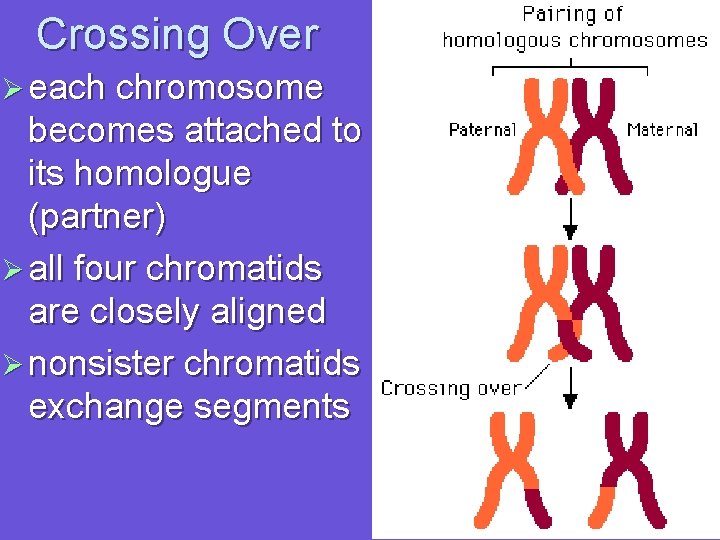 Crossing Over Ø each chromosome becomes attached to its homologue (partner) Ø all four