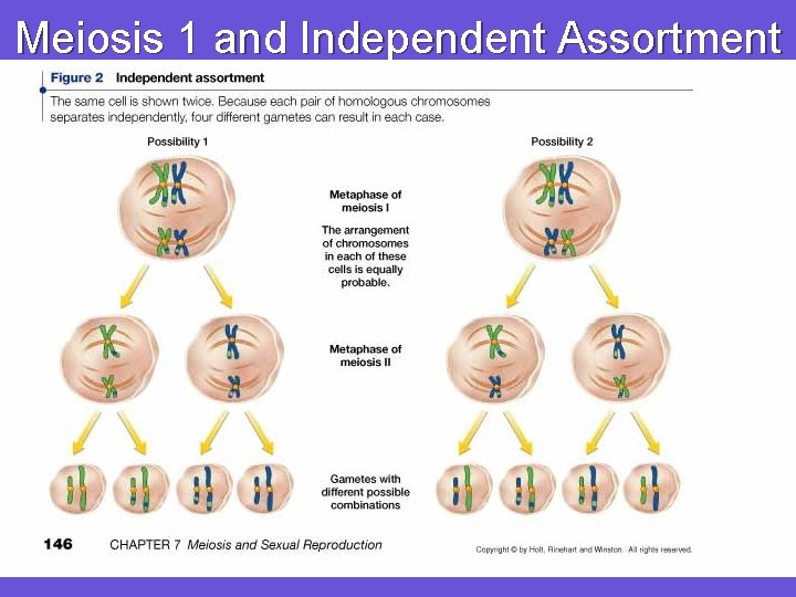 Meiosis 1 and Independent Assortment 