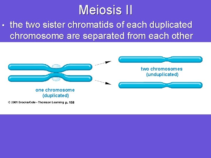 Meiosis II • the two sister chromatids of each duplicated chromosome are separated from