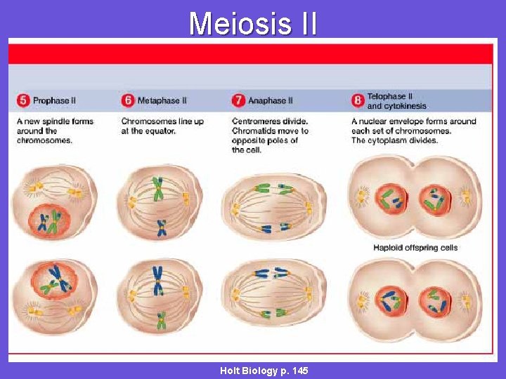 Meiosis II Holt Biology p. 145 