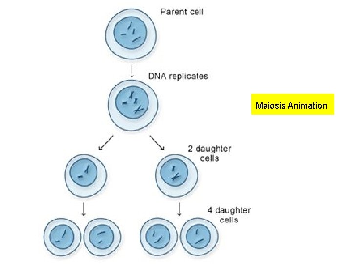 Meiosis Animation 