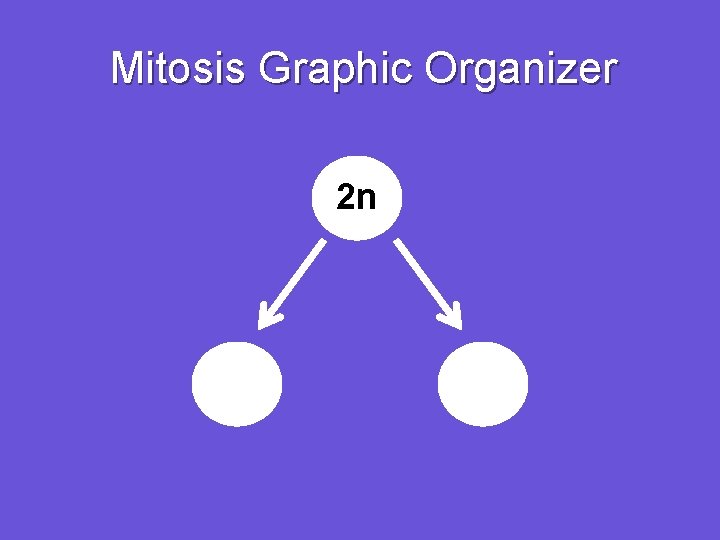 Mitosis Graphic Organizer 2 n 