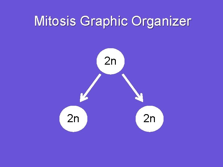Mitosis Graphic Organizer 2 n 2 n 2 n 