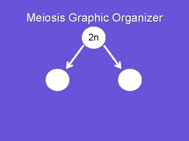 Meiosis Graphic Organizer 2 n 