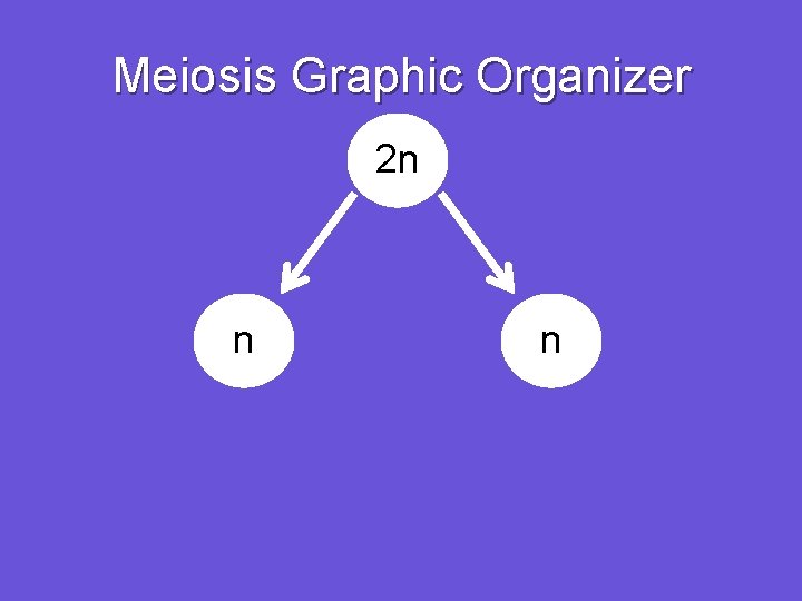 Meiosis Graphic Organizer 2 n n n 